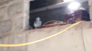 Today pigeon trap in my house