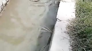 ایسے پانی میں اس طرح کے اکثر سانپ ہوتے ہیں اپنے اور اپنے بچوں کی حفاظت کرے