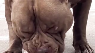 Dog breeds 2