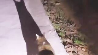 Funny Cat 1 Minute. ????
