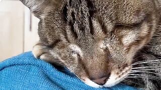 CATS WORLD 17