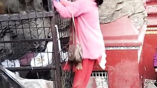 Reaction of monkey