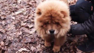 15 Dogs You Should Fear the Most