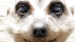 Funny videos ???????? 3