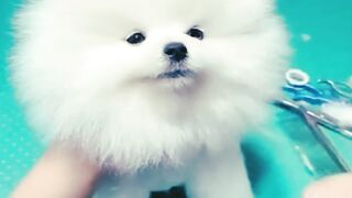 cute cat hair cut