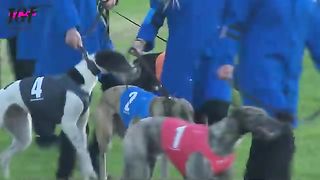 Dog racing 480m