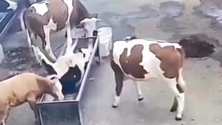 Cool shows of Animals Part I