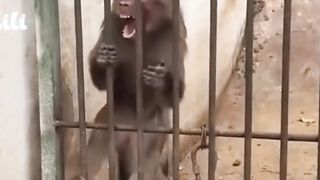 Monkey Funny ????animals monkey