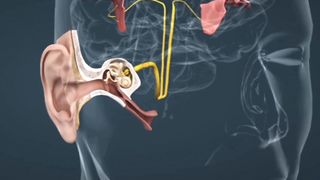 The ear and the mechanim of hearing