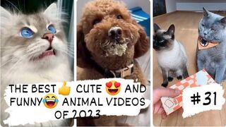 THE BEST CUTE -AND FUNNY- ANIMAL VIDEOS OF 2023