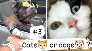 Cats or dogs ? Who is funnier and cuter