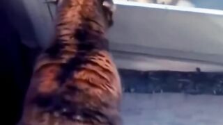 Funny animals ????????????