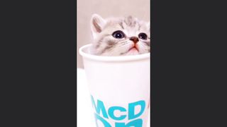 kittens - too funny kittens Compilation Animals