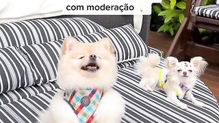 Frutas que o seu animal pode comer