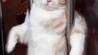 Kucing antara senang dan tidak senang!!