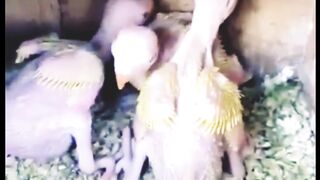 Parrot chick's