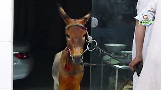 _ Donkey Meat Prank Part 2 _ By Nadir Ali i P4 Pakao _ 2021 (1).