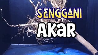 Bonsai Beringin #1 #bonsai #tutorial #aquascape #miniature