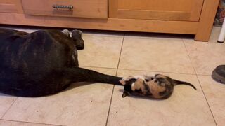 A kitten plays with a dog's wagging tail