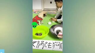 Funny Scenes