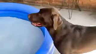 Happy Dog