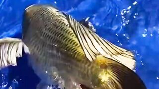 Beautiful golden fish that has been seen by human being ever