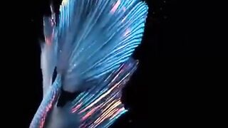 The most beautiful betta fish color in the world