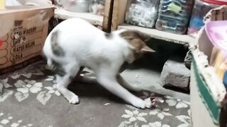 Tom Trying practice for snatched Jerry