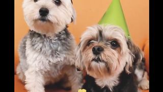 The Magical Misadventures of Two Talking Dogs