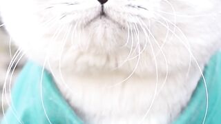 Funny beautiful cat