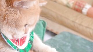 Funny cat viral videos