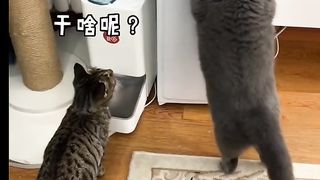 Funny Drunk Cat
