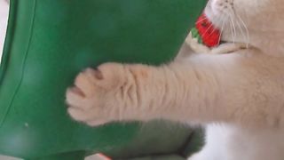 Cute cat viral videos