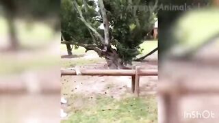 #FunnyDogsVideo