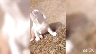 #FunnyDogsVideo 2
