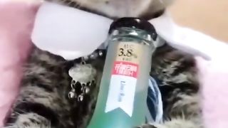 Funny cat ##short