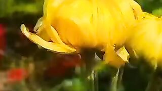 Natural beauty 25