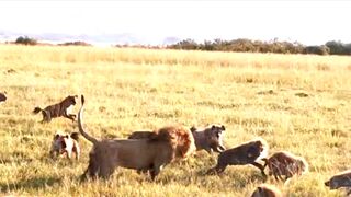 Male lion attacks over 20 hyenas