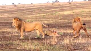 Lions fight...