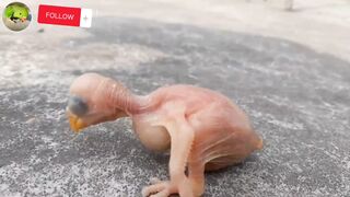 Baby parrot day by day growing stage| baby parrot 1 to 30 days growing stage|