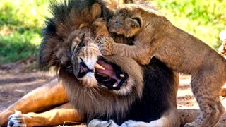 Lion Cubs Meet Dad for the First Time..