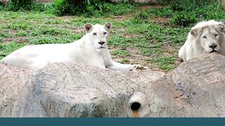7 Unique Types Of Lions