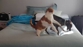 Cat vs Dog Greyhound vs Orange Tabby