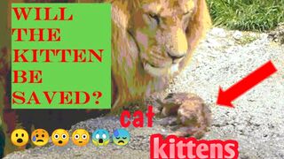 Will the kitten be saved -a lion cubs ...Czy kotek zostanie uratowany   Спасется ли котёнок -