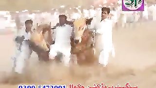 Bull race Pakistan