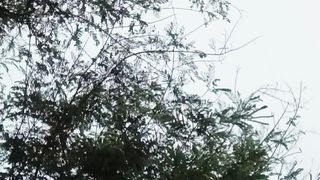 045307mp4✓