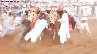 Bull race pakistan
