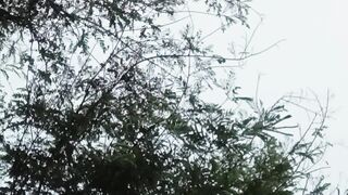 045222mp4✓