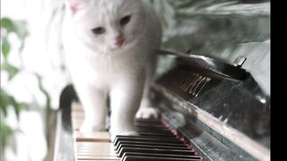 Cat On The Piano!.