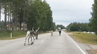 Meet the street gangs of Lapland